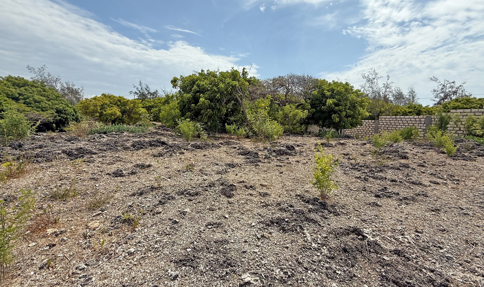 HALF ACRE OF 2ND ROW PLOT IN JACARANDA