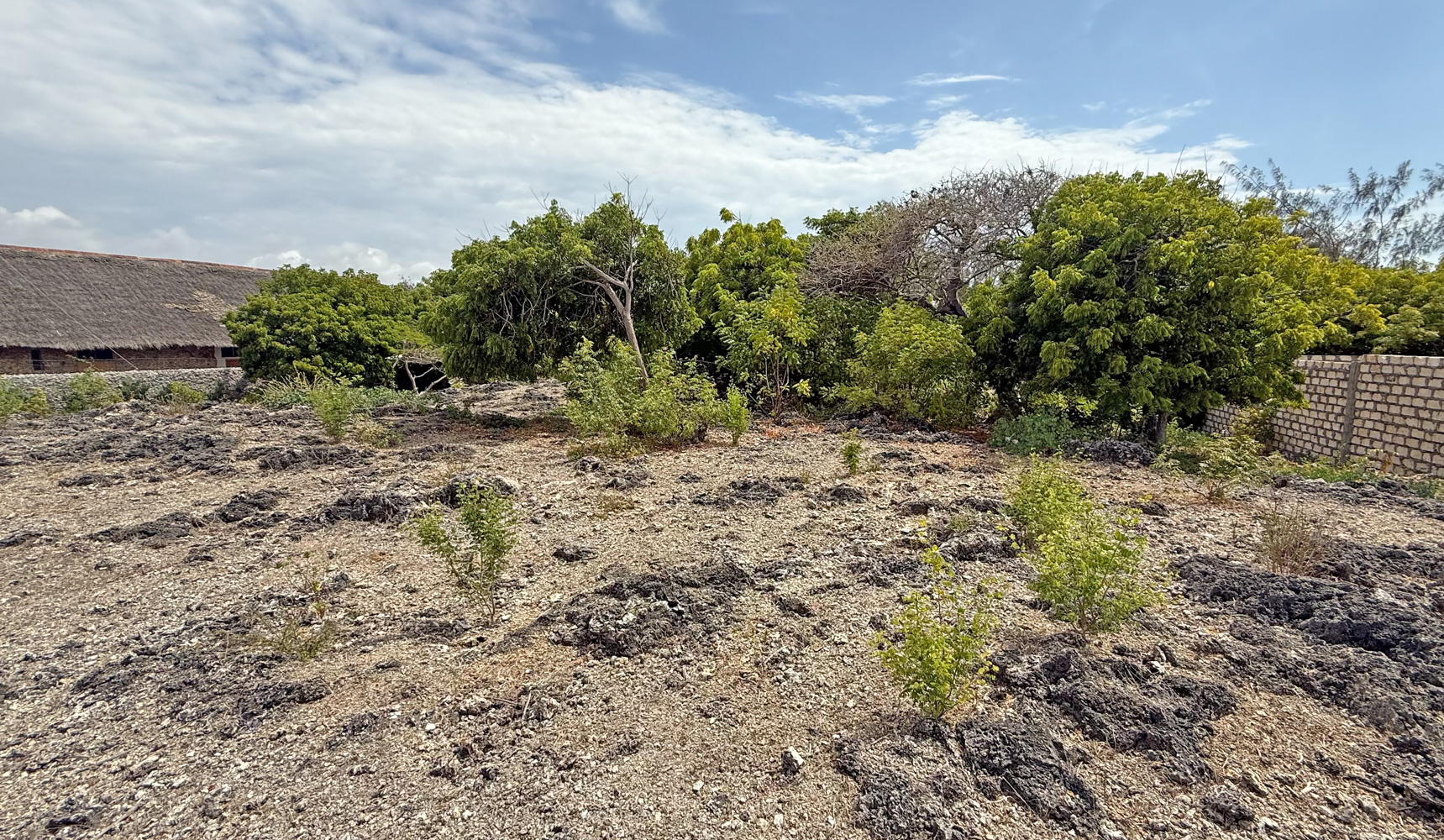 HALF ACRE OF 2ND ROW PLOT IN JACARANDA