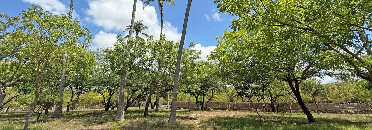 BEAUTIFUL 1.5 ACRE PLOT WITH MANGROVE FRONTAGE