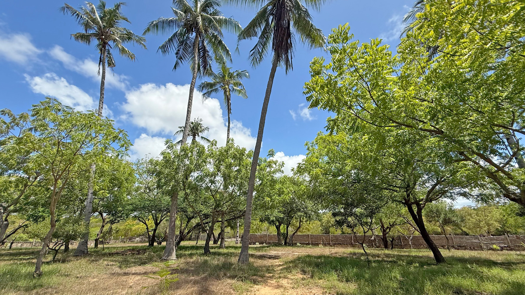 BEAUTIFUL 1.5 ACRE PLOT WITH MANGROVE FRONTAGE