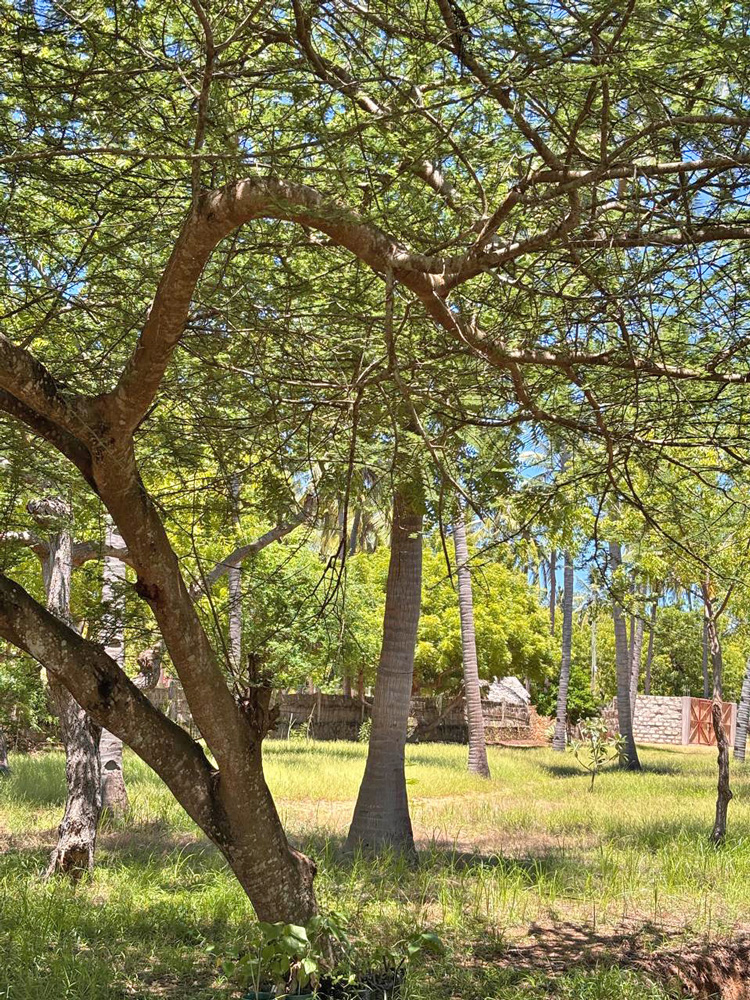 BEAUTIFUL 1.5 ACRE PLOT WITH MANGROVE FRONTAGE