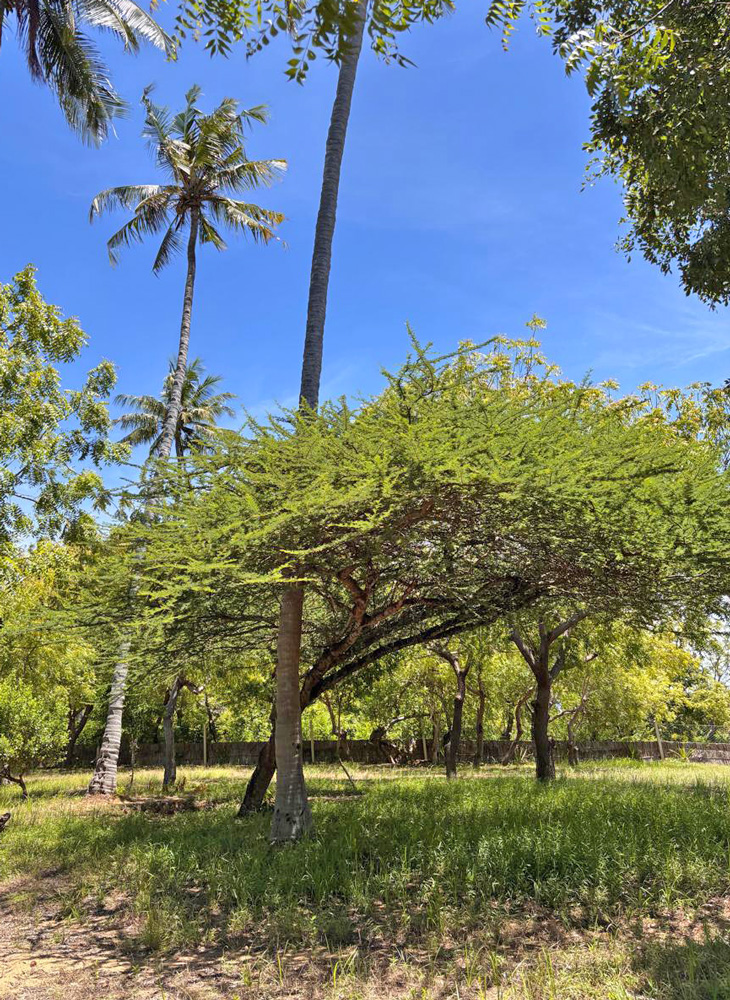 BEAUTIFUL 1.5 ACRE PLOT WITH MANGROVE FRONTAGE