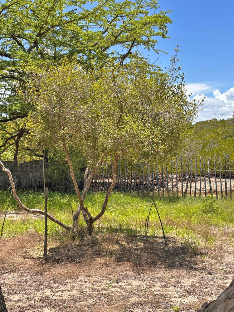 BEAUTIFUL 1.5 ACRE PLOT WITH MANGROVE FRONTAGE